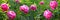 Floral background. Horizontal banner with flowers of peonies in purple tones. Red peony flowers close up