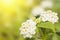 Floral background. Lantana flowers