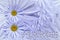 Floral background of light lilac daisies. March 8. Postcard for the holiday. Petals of a camomile close-up.