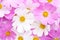 Floral background of light pink and white Cosmos flowers. Flat lay