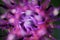 Floral background: Macro close up of pedicels of purple squarrose knapweed centaurea triumfettii with blurred petals focus on