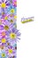 Floral background made of alpine aster flowers. Isolated background. Close-up. Festive card made of flowers. Full depth of field