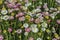 Floral background of multicolored daisies on sunset meadow