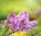 Floral background natural spring. Blossoming lilac flower bud. spring time color. Beautiful purple petal plant