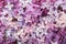 Floral background of Ñolorful tiny flowers of Lilac. Flat lay. Top view