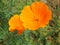 Floral background - orange California poppy flowers - summer Stock Photos