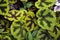 floral background with patterned leaves begonia masoniana