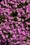 Floral background. Phlox subulata with bright pink colors.