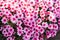 Floral background of pink chrysanthemums blooming in autumn in the garden