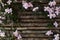 Floral background, pink clematis montana on a wooden fence