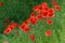 Floral background poppies grass