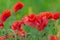 Floral background poppies grass