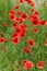 Floral background poppies grass