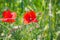 Floral background poppies grass bokeh