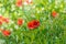 Floral background poppies grass bokeh