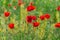 Floral background poppies grass bokeh