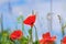 Floral background poppies grass sky