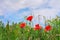 Floral background poppies grass sky