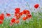 Floral background poppies grass sky