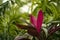 Floral background with purple cordyline leaves in the foreground