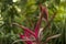 floral background with purple cordyline leaves in the foreground