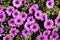 Floral background, purple Marquerite daisy, Felicia amelloides, Lila Kapaster