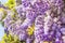 Floral background purple wisteria blossoms in the park