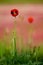 Floral background. Red poppy flower. Selective focus. Closeup of a poppy flower in a field of grass