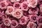 floral background, rosebuds close-up, top view. roses.
