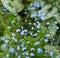 Floral background shot of a tiny blue flowers