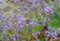 Floral background with small purple flowers. Amazing wildflowers