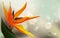 Floral background, Strelitzia - desktop wallpaper