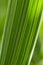 Floral background. Striped green leaf of a cereal plant. Leaves of reed canary grass close-up. Bright summer natural backdrop or