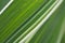 Floral background. Striped white and green leaf of a cereal plant. Leaves of reed canary grass close-up. Natural backdrop or