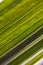 Floral background. Striped white and green leaf of a cereal plant. Leaves of reed canary grass close-up. Natural backdrop or