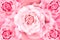 Floral background of symmetrical rose flowers in a pattern