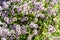 Floral background of thyme creeping