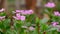 Floral background, Tropical flower Pink Adenium