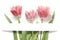 Floral background with tulips flowers on white background. Flat lay, top view. Lovely greeting card with tulips for Mothers day, w