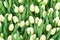 Floral background - unopened white tulips