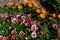 Floral background. A variety of large multi-colored flowers of the African gazania plant