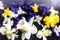 Floral background. Various daffodil flower heads, hyacinth. Water drops on glass