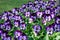 Floral background viola pansies on grass