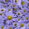 Floral background of violet daisies. Close-up. Flower composition.