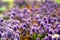 Floral Background of violet - pink flowers , Australia