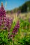 floral background, Wallpaper: group of purple lupins