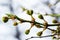 Floral background with white flowers and green leaves. Plum blossoms in the spring garden. Wild plums tree blossom blooming. Macro