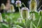 Floral background. Wilde karde, dipsacus fullonum, in bloom. purple weed plant