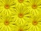 Floral background of yellow chamomiles. Close-up. Flower composition.