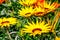 Floral Background - Yellow Flowering Gazania Delosperma